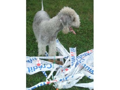 Des Archanges D'orphée - Vidéo des Poursuites à Vue sur Leurre pour nos 3 Bedlington Terrier. 