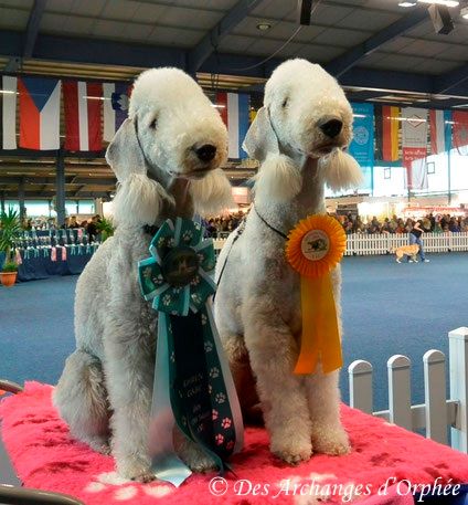 Des Archanges D'orphée - CACIB & CAC Sarrebrück 2016.