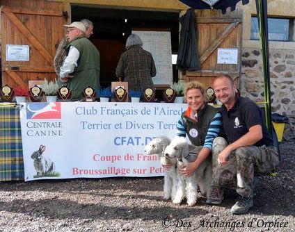 Des Archanges D'orphée - Finale de la Coupe de France de Broussaillage sur petit gibier 2017.