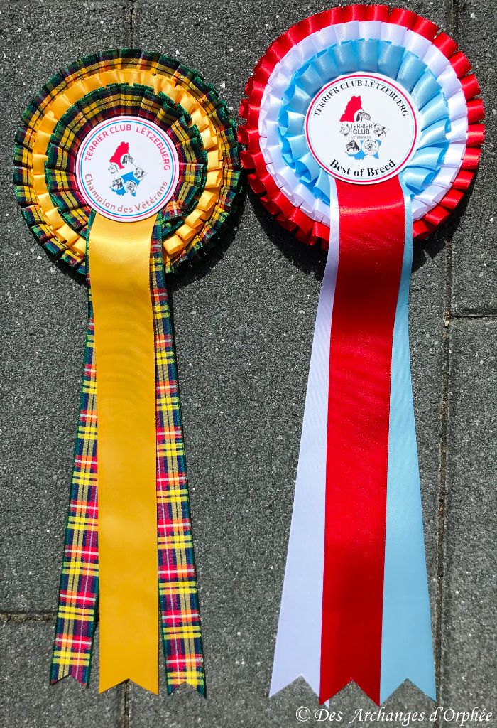 Des Archanges D'orphée - Podiums pour nos Archanges au Special Terrier Show du Luxembourg.