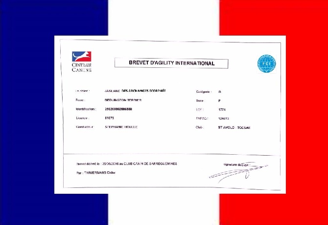 Des Archanges D'orphée - Jaslane obtient le Brevet International d'Agility FCI