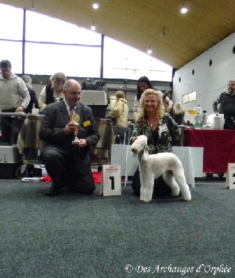 Des Archanges D'orphée - CACIB de Karlsruhe 2013 - Spéciale de race.