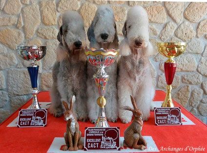 Des Archanges D'orphée - Orphée, Olga & Tsarine sont Championnes de France de Travail !