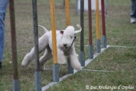 Des Archanges D'orphée - Tsarine - Entrainement d'agility.