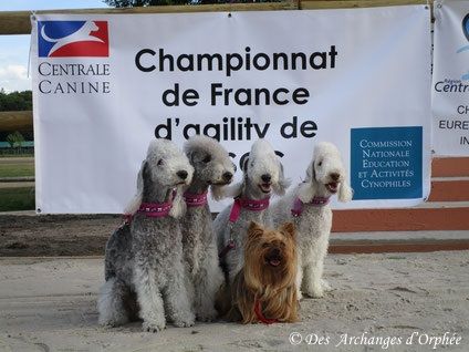 Des Archanges D'orphée - Finale du championnat de France d'agility 2017.