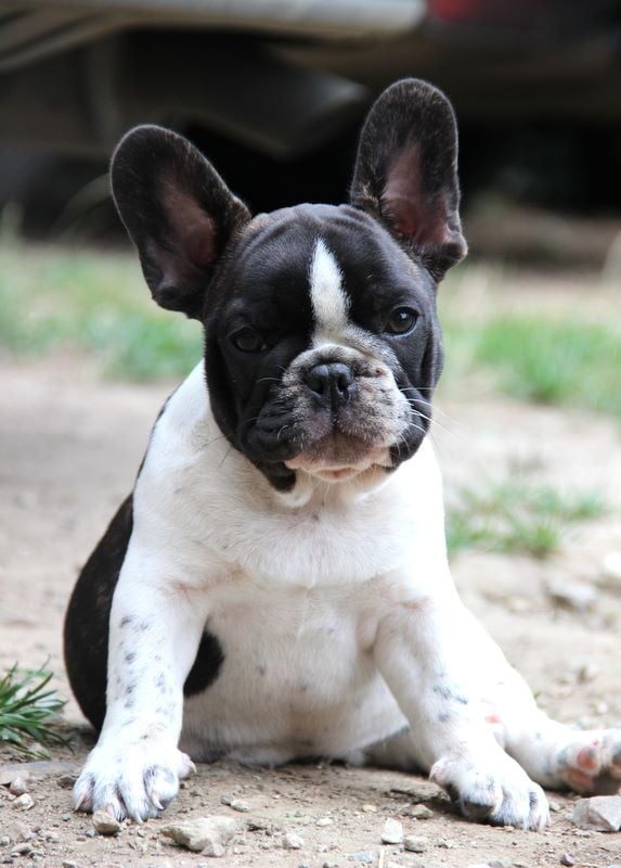 Des Mystères Et Bulldoghome - Chiots disponibles - Bouledogue français