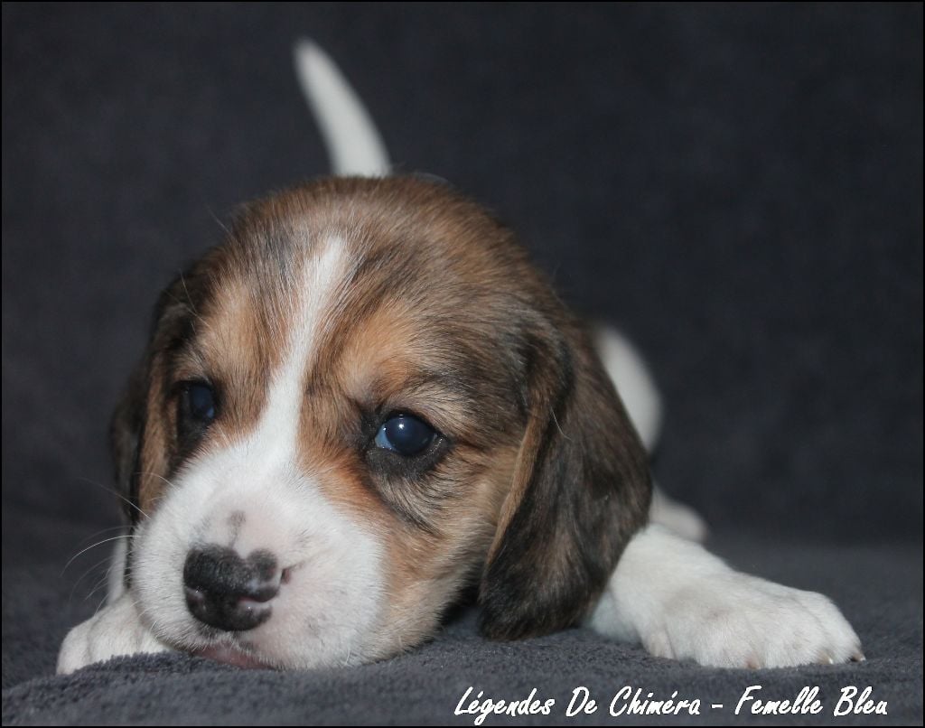 Des Légendes De Chimera - Chiots disponibles - Beagle