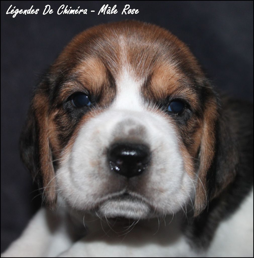 Des Légendes De Chimera - Chiots disponibles - Beagle