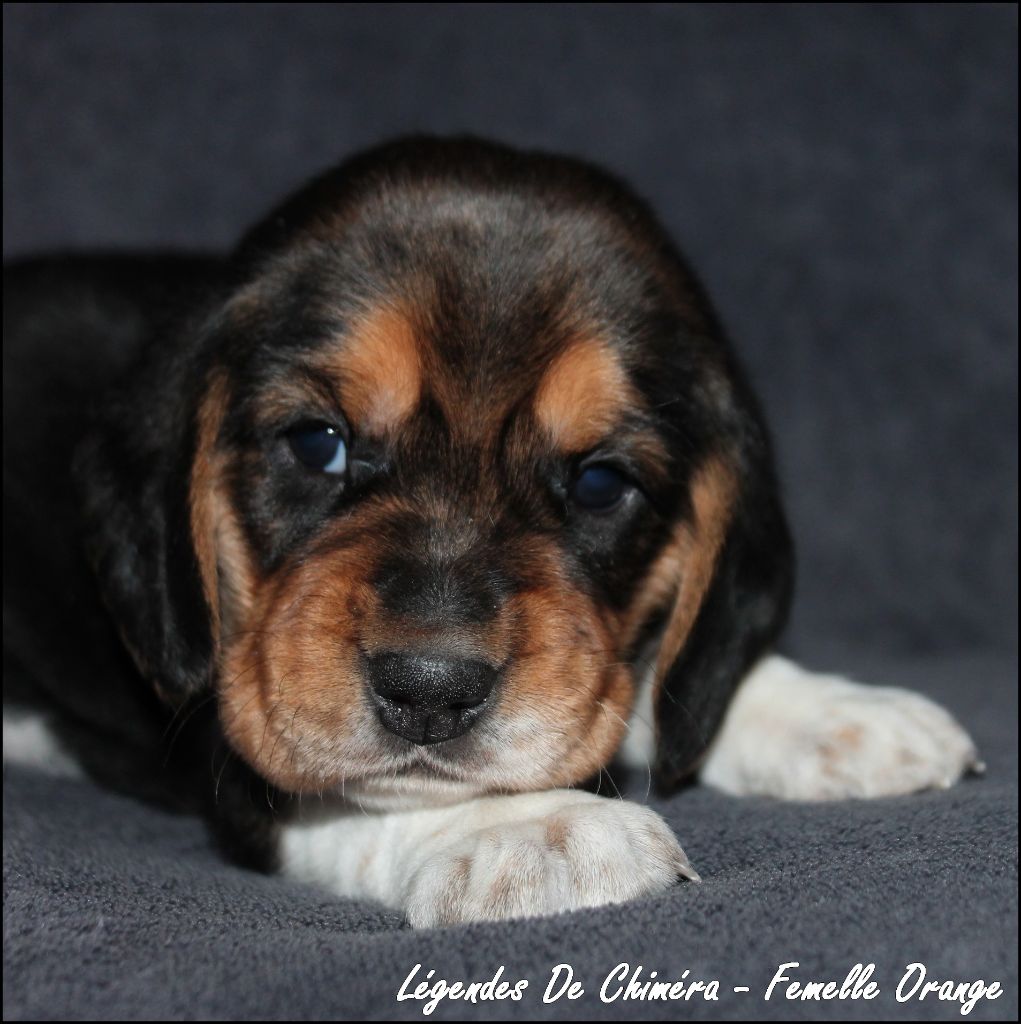 Des Légendes De Chimera - Chiots disponibles - Beagle