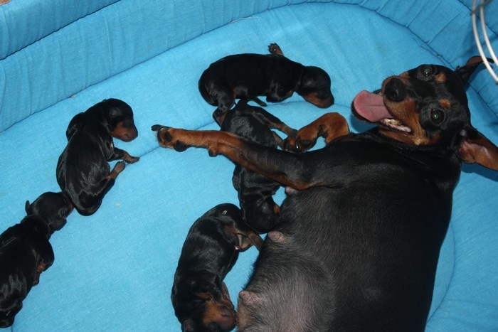 Chiot Pinscher nain Dark Fairies