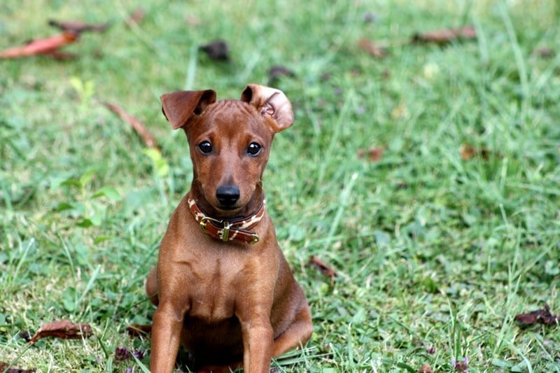 Dark Fairies - Pinscher nain - Portée née le 29/05/2013