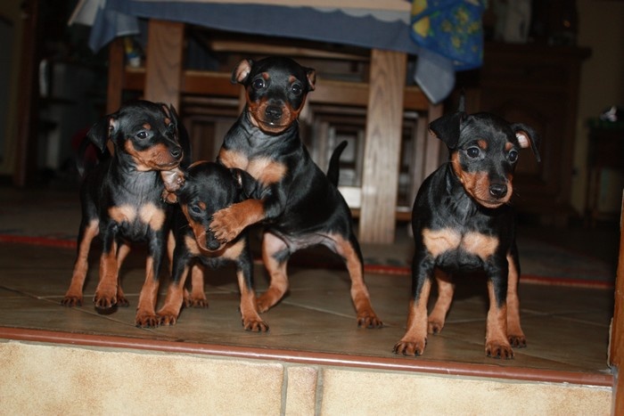 Dark Fairies - Pinscher nain - Portée née le 25/09/2011