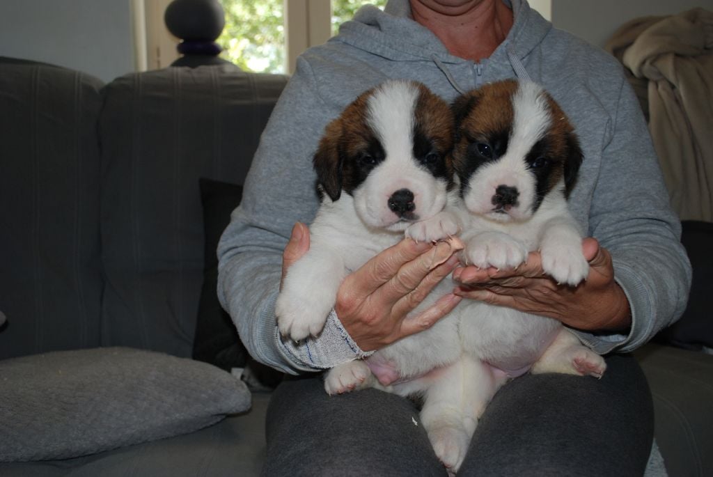 De l'Univers De Sirka - Chiots disponibles - Chien du Saint-Bernard