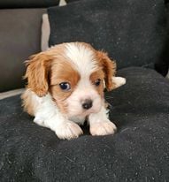 De l'Univers De Sirka - Chiots disponibles - Cavalier King Charles Spaniel