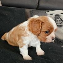 De l'Univers De Sirka - Chiots disponibles - Cavalier King Charles Spaniel