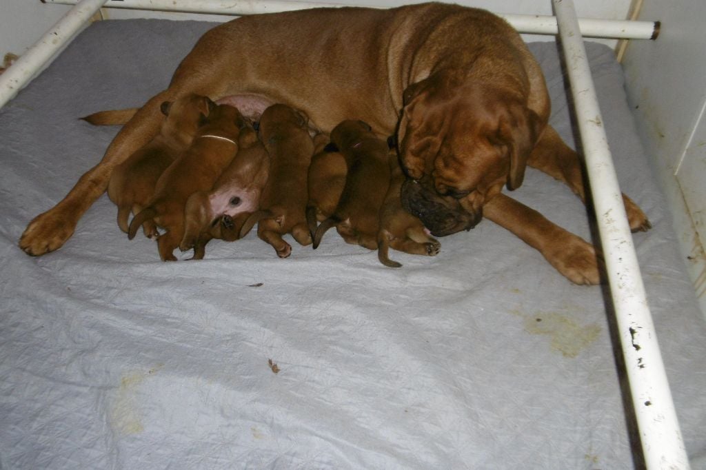 Chiot Dogue de Bordeaux des ancêtres de stramousse