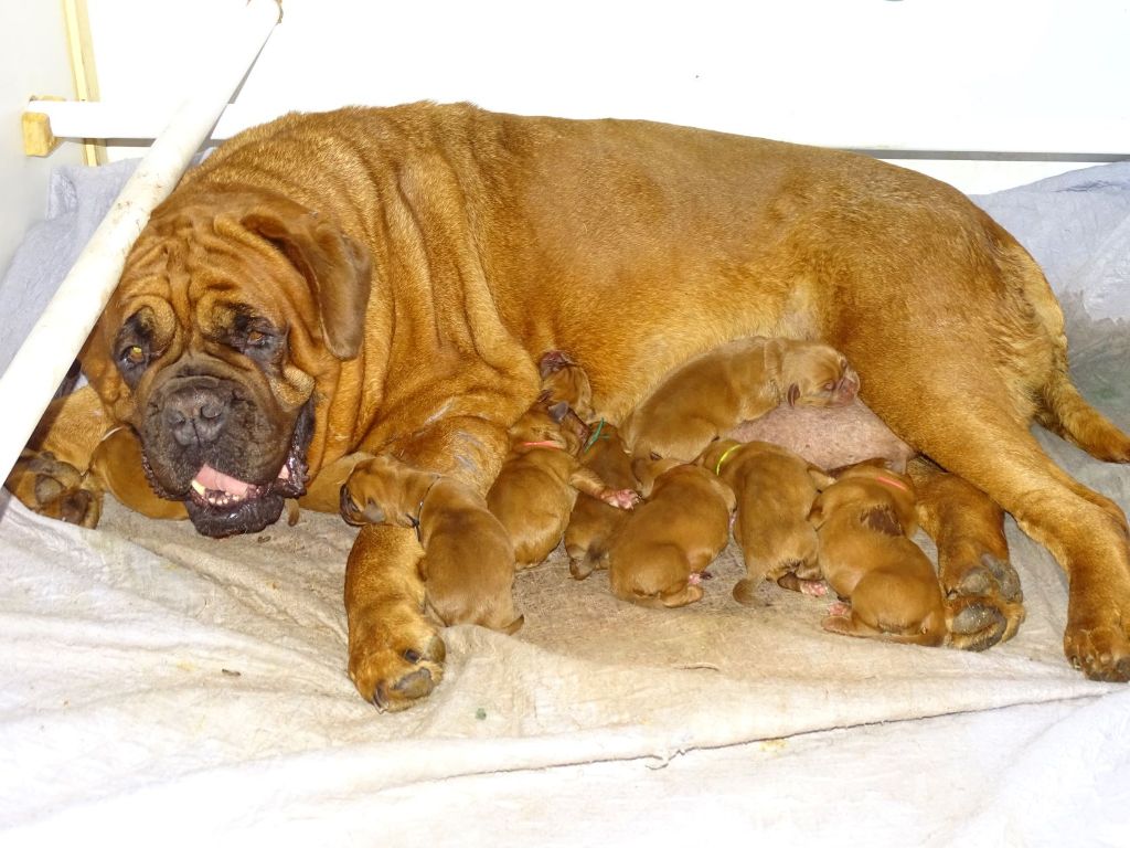 Chiot Dogue de Bordeaux des ancêtres de stramousse