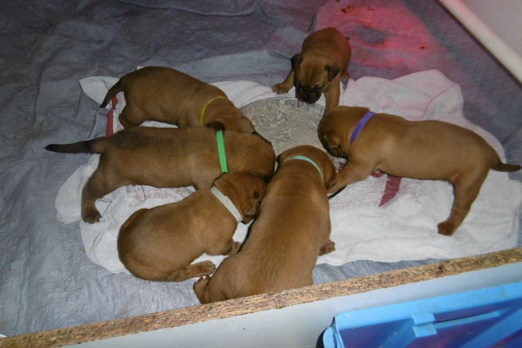 Chiot Dogue de Bordeaux des ancêtres de stramousse