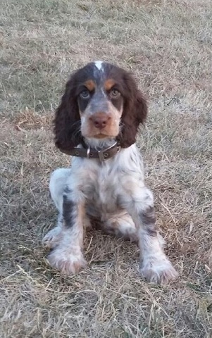 Des Berges D'arroux - Une nouvelle arrivée Leslie : un cocker une autre race!!