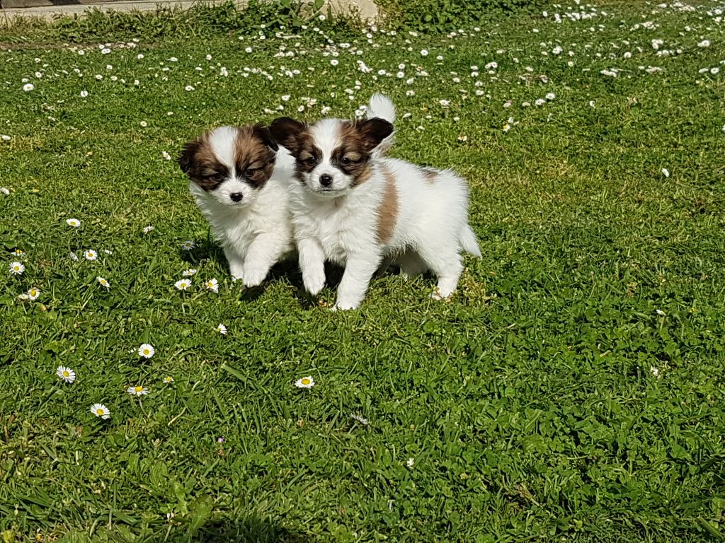 Du Clan Des Petits Breizh - Epagneul nain Continental (Papillon) - Portée née le 01/03/2019