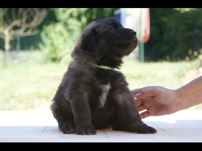 Des Plaines D'epona - Photos des chiots à 4 semaines