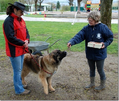 Des Plaines D'epona - Freya MEILLEURE FEMELLE à la Régionale d'Elevage de Vallières