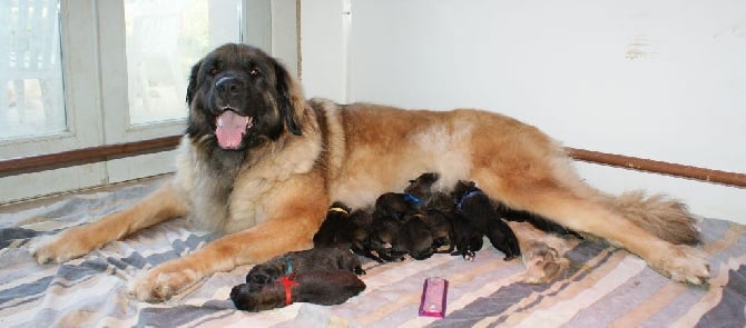 Naissance des Chiots de Fidji et Helios