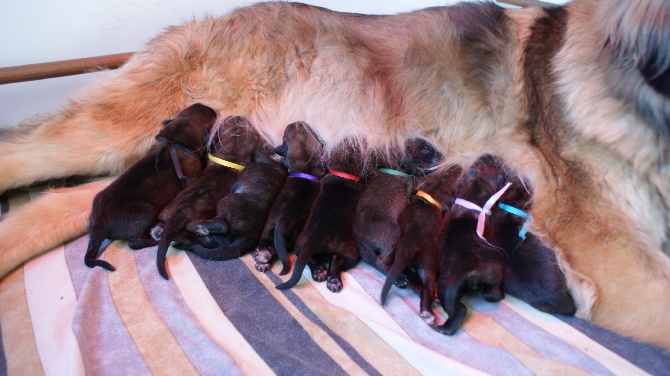 Des Plaines D'epona - Naissance des chiots de Freya et Wasabi