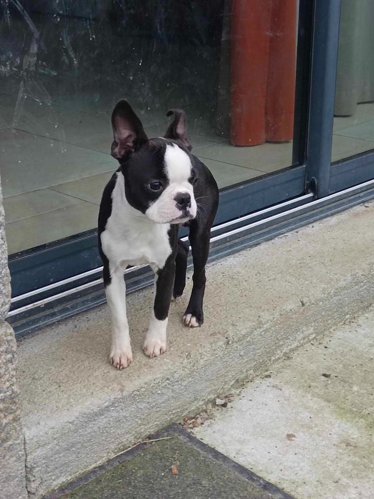 Du Domaine Des Audes - Chiots disponibles - Boston Terrier