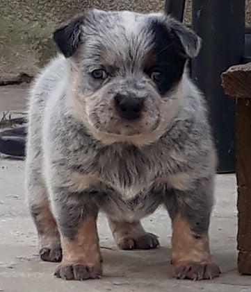 Chiot Bouvier australien Etton Blue's