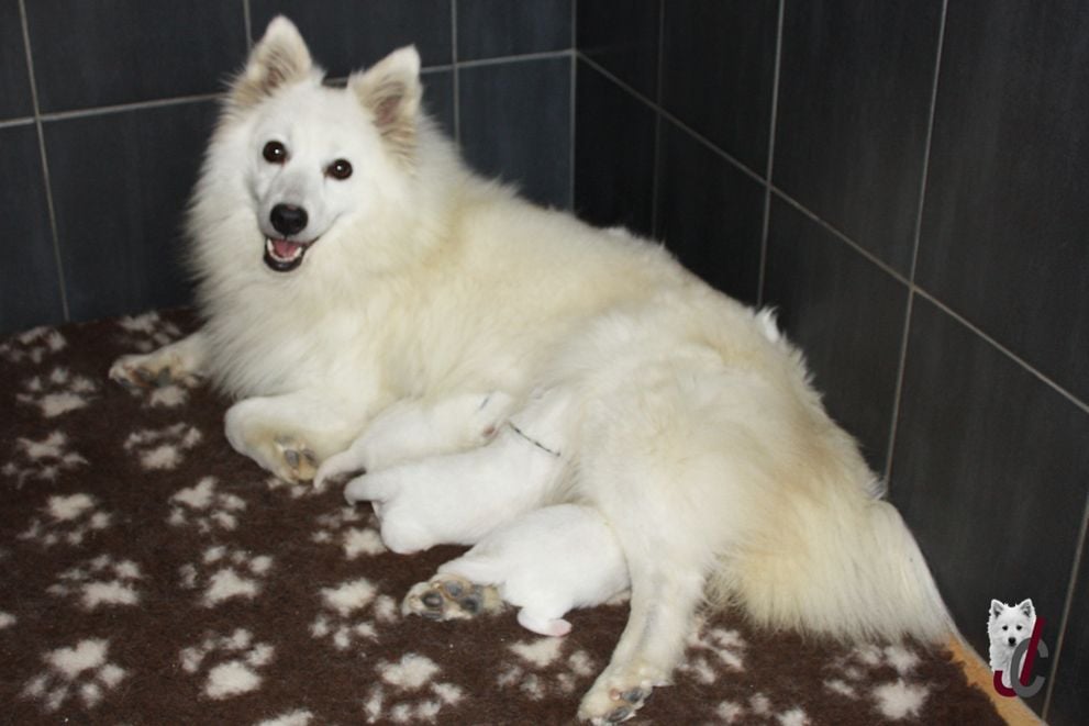 Chiot Spitz japonais du clos jennyfer