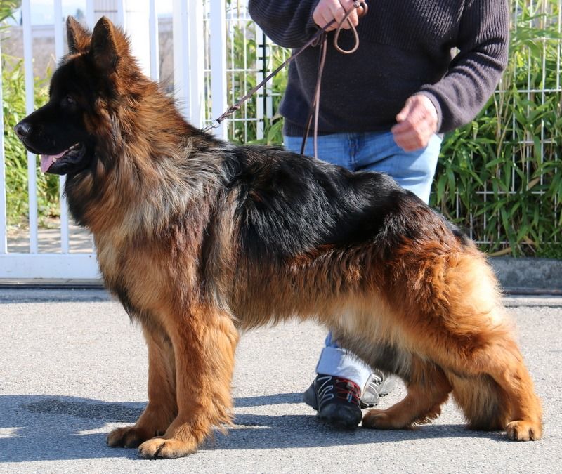 Chiot Berger Allemand Poil Long de l'Instinct de Grace