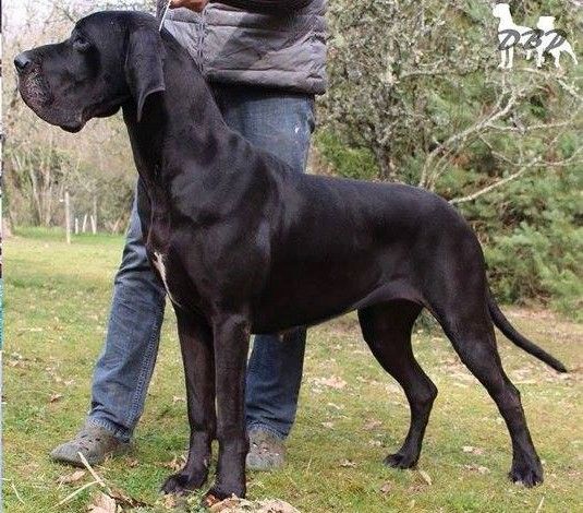 Chiot Dogue allemand Du bon presage