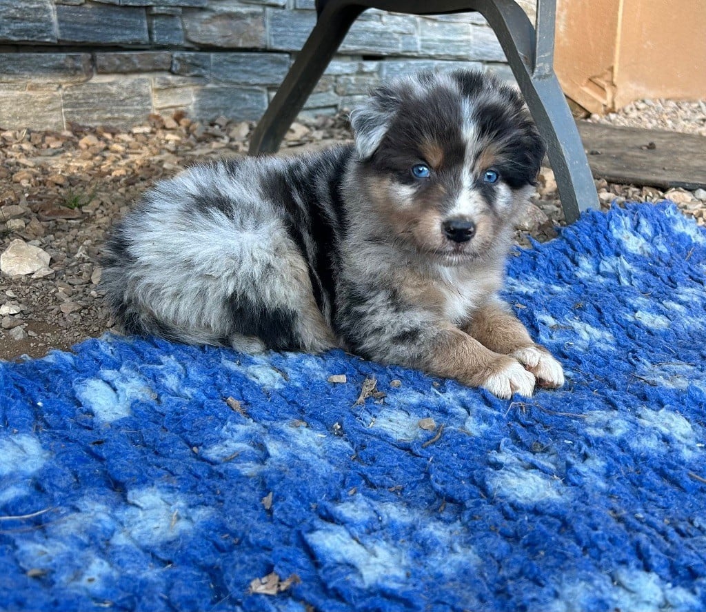 Chiot Berger Australien Du Balat De Sistre