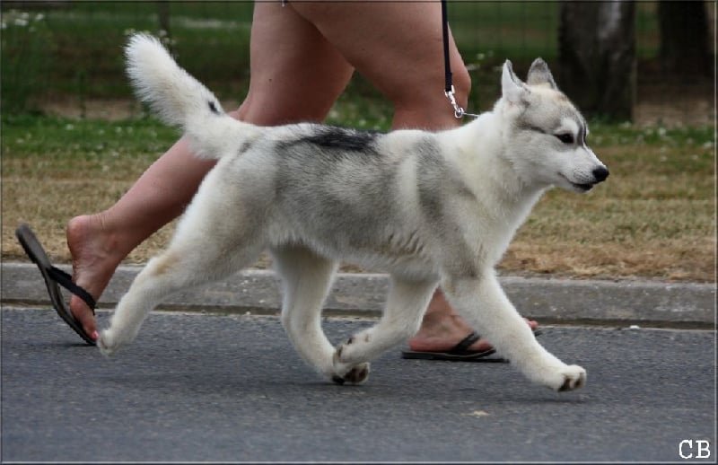 Player's Dream - Siberian Husky - Portée née le 05/04/2013