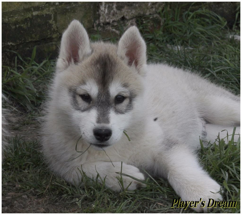 Player's Dream - Siberian Husky - Portée née le 18/01/2017