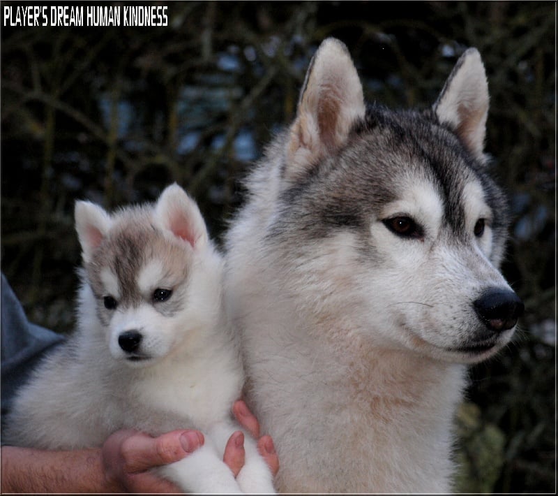 Player's Dream - Siberian Husky - Portée née le 14/01/2012