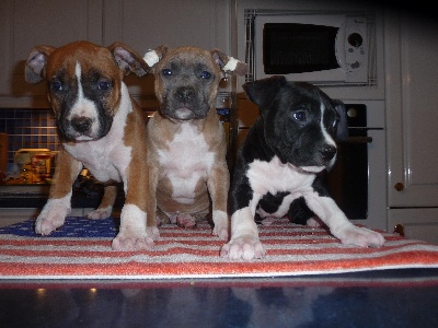 Chiots américan staffordshire terrier (amstaff)