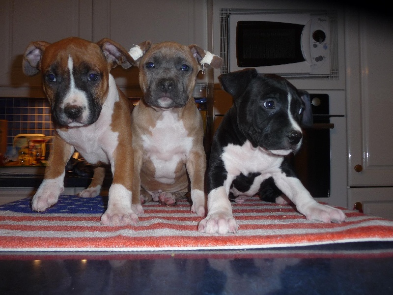 Chiot American Staffordshire Terrier of Etmop's