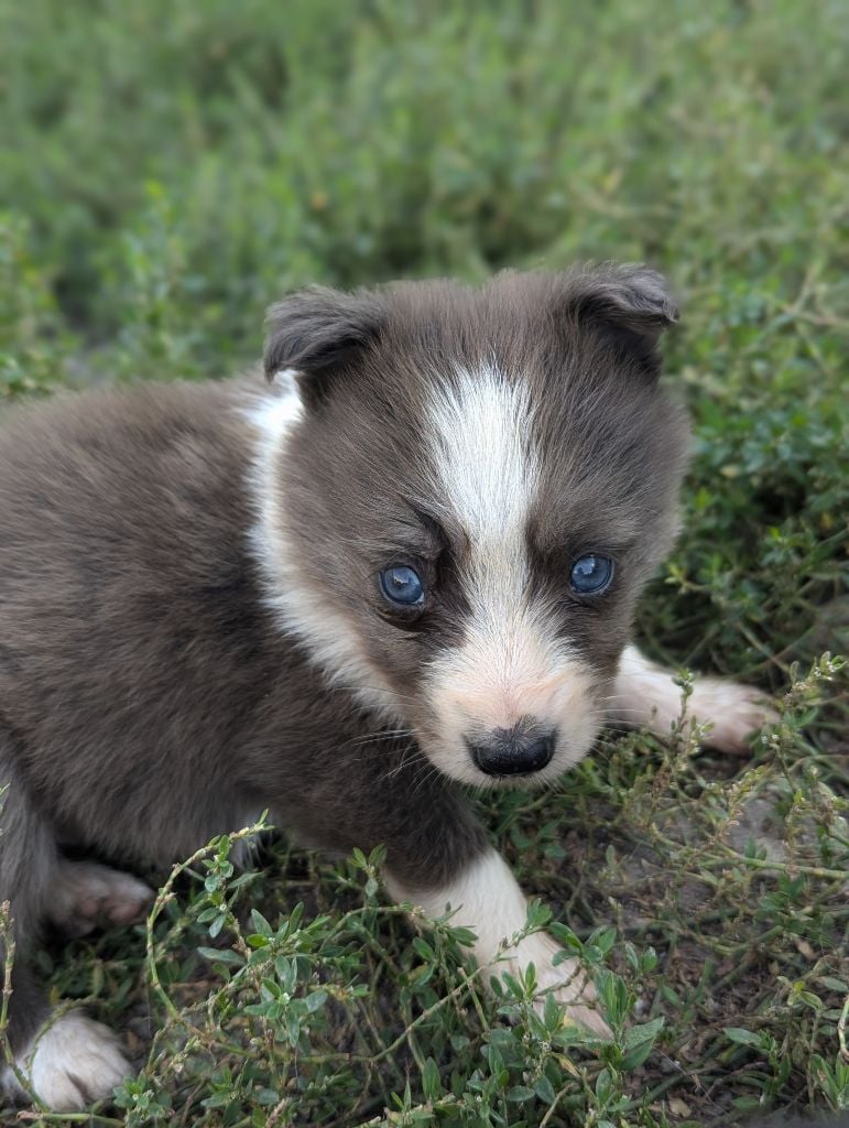 Lytoux's Spirit - Chiots disponibles - Border Collie