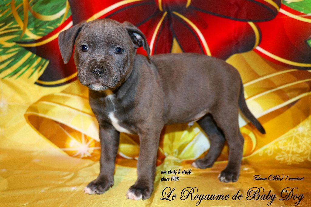 Du Royaume De Baby Dog - American Staffordshire Terrier - Portée née le 06/10/2022