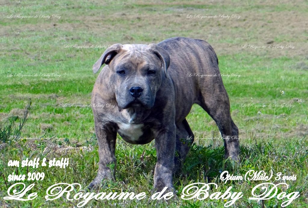 Du Royaume De Baby Dog - American Staffordshire Terrier - Portée née le 24/01/2018