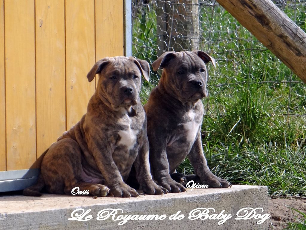 Du Royaume De Baby Dog - American Staffordshire Terrier - Portée née le 05/01/2018