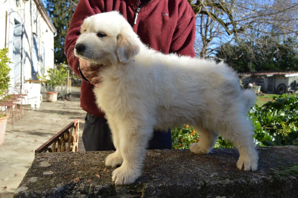 De Bigerionnes - Chiots disponibles - Chien de Montagne des Pyrenees