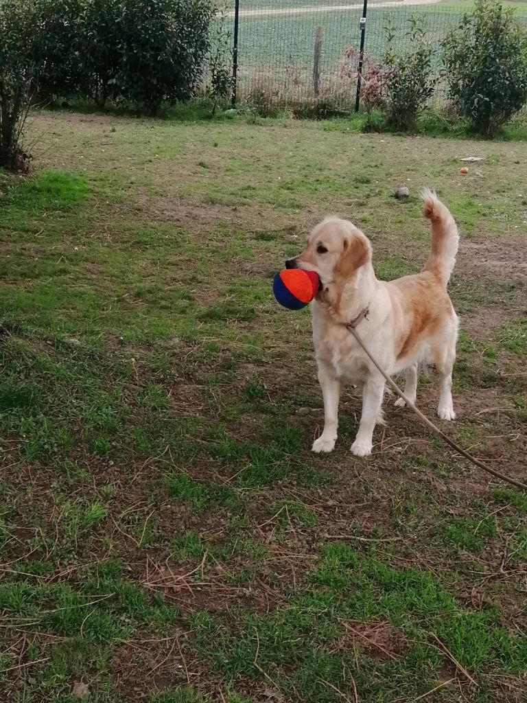 De La Foret Des Boules De Poils - Tweety  du jardin des bohemes