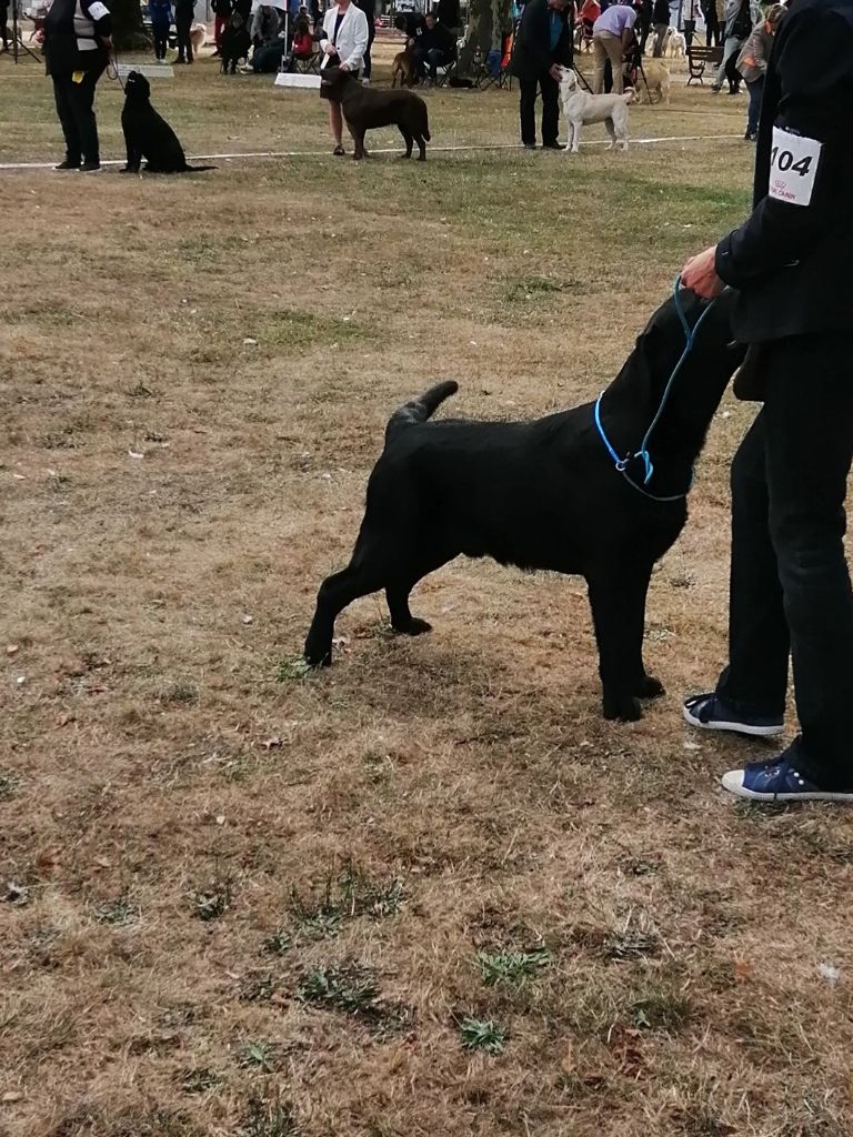 De La Foret Des Boules De Poils - OBIWAN de la foret des boules de poils