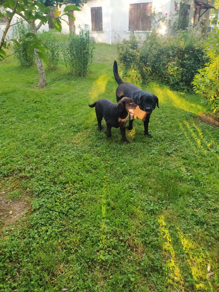 De La Foret Des Boules De Poils - Viper et Robin de la foret des boules de poils 