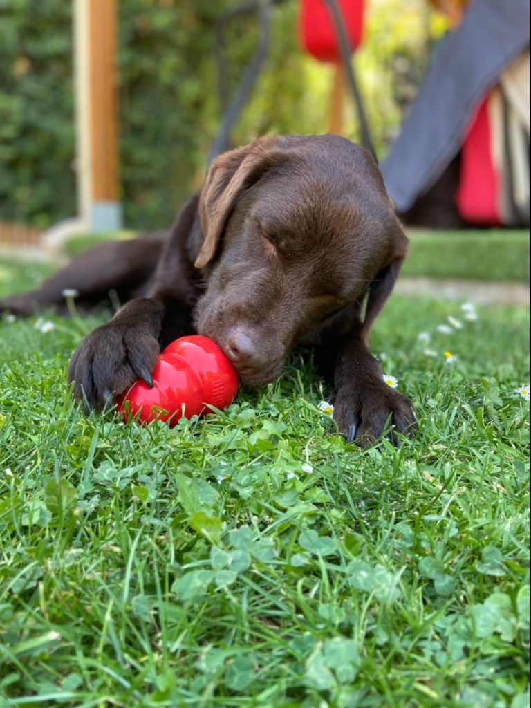 De La Foret Des Boules De Poils - Rubie de la foret des boules de poils