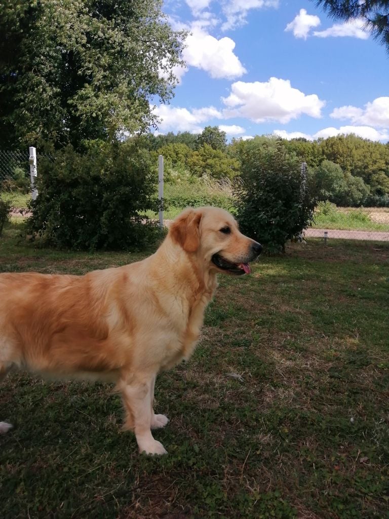 De La Foret Des Boules De Poils - Une belle photo