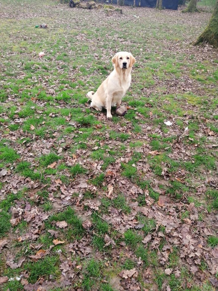 De La Foret Des Boules De Poils - La pose de tweety 